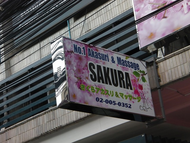 SAKURAの写真
