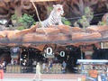 Little Tiger Barのサムネイル