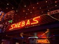 Sheba's Thumbnail